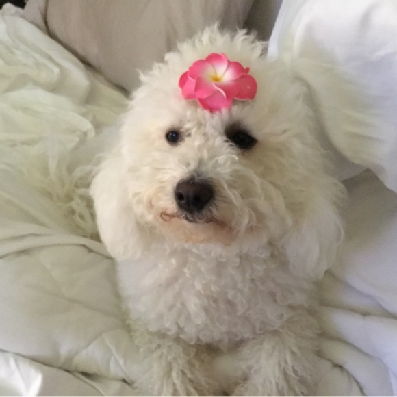 👜  Bijou’s Accessories!  🧳 - Picture 14 of 15